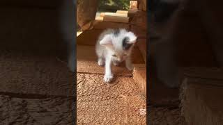 Curious Kitten Discovers Wood Workshop | Cute Cat Moments - Short