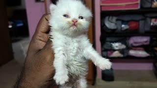 The Kitten was Stillborn,😟😓😥😢 #cat #cats #kitten #catvideos #funny #பூனை #youtubevideo  #trending by Cat Paws 105 views 7 months ago 1 minute, 32 seconds