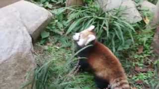 20151023_とくしま動物園・レッサーパンダ（３／４）