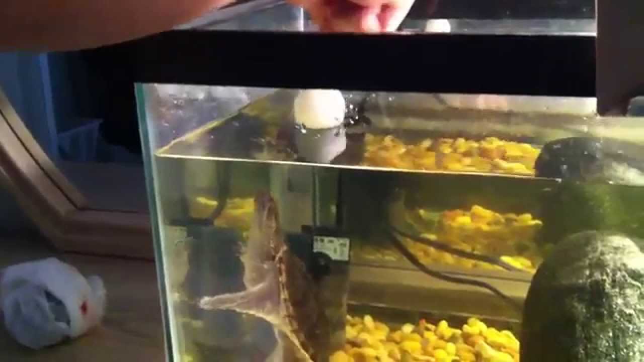 Snapping turtle playing with a ping pong ball YouTube