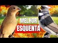 🟢 MELHOR CANTO TUI TUI PARA ENCARTE DE PAPACAPIM🟢🟢ÁUDIO COM PIADO DE FÊMEA DE PAPA CAPIM 🟢