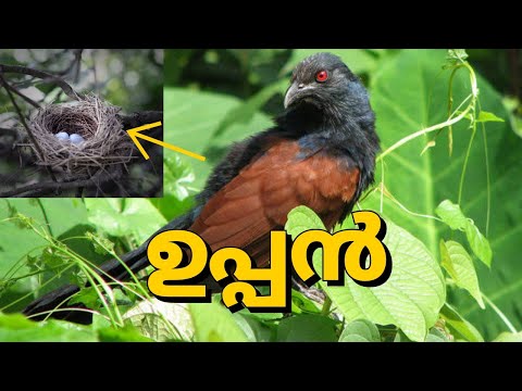 ഉപ്പൻ വീട്ടിൽ വന്നിട്ടുണ്ടോ??UPPAN|CHEMBOTHU|CHAKORAM|CROW PHEASANT LUCKY BIRD|ഉപ്പൻ| ചെമ്പോത്|ചകോരം