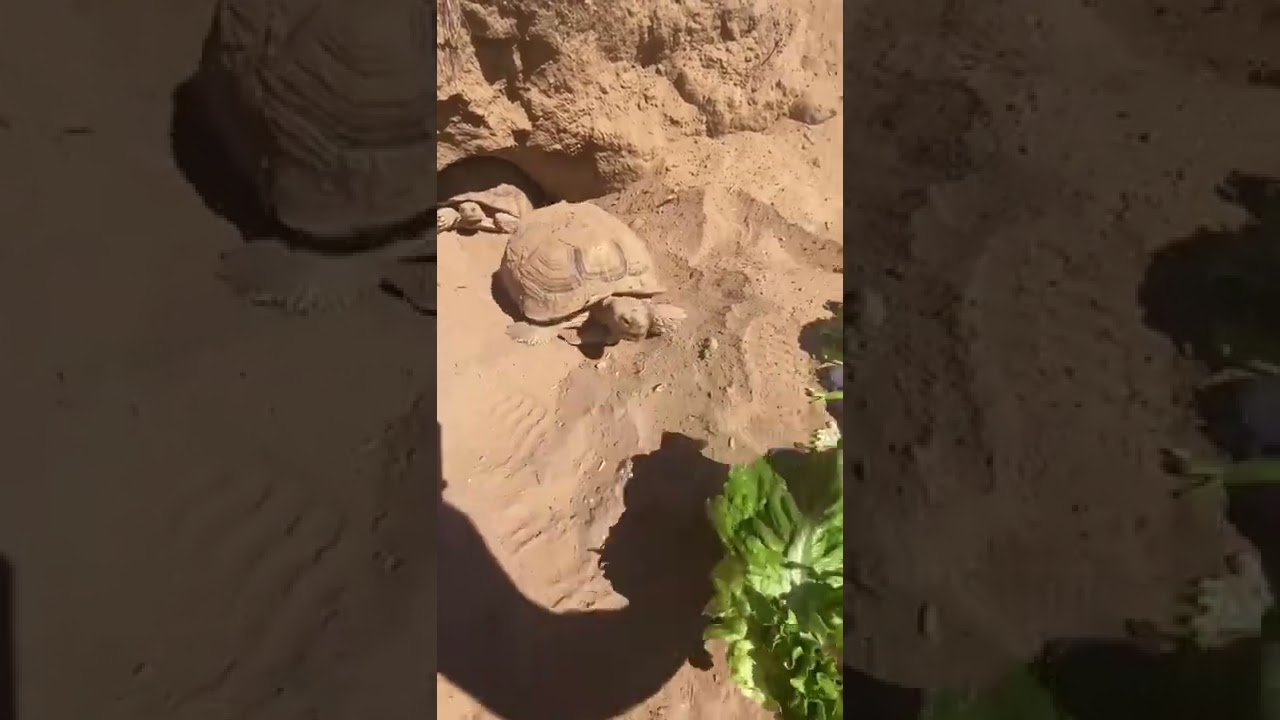 Что находится внутри норы черепахи? 🐢