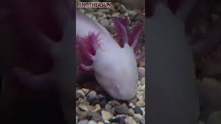 Fakta Luar Biasa Tentang Axolotl, Si Ikan Berkaki