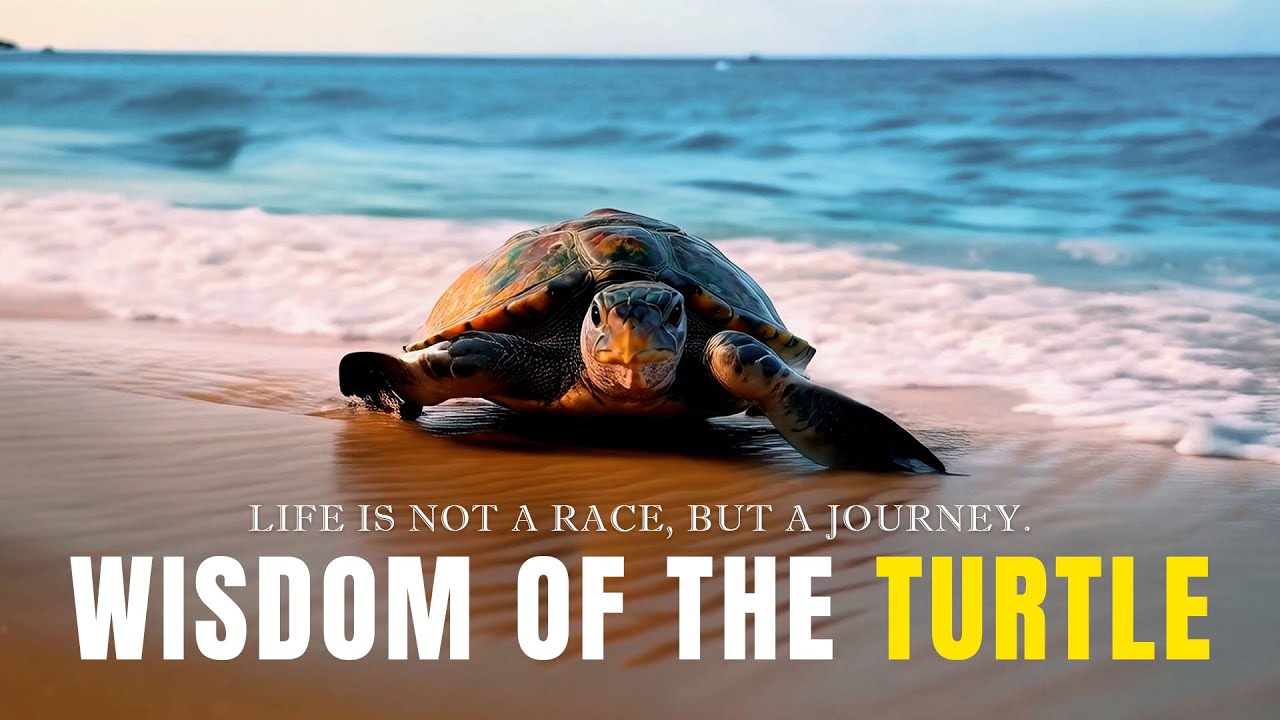 Wisdom of the Turtle - Best Motivational Video