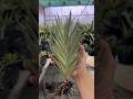 #973 #SansevieriaFrancisii | Sansevieria Francisii Yellow Variety
