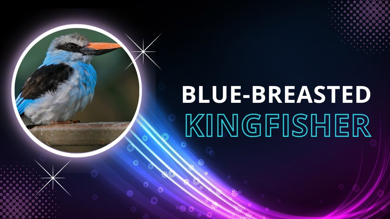 💙 Blue-breasted Kingfisher: A Stunning Hunter in the Wild | Amazing Planet 🦜