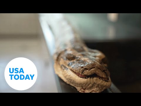 Record-setting 19-foot Burmese python caught in Florida | USA TODAY