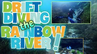 Drift Diving the Rainbow River!