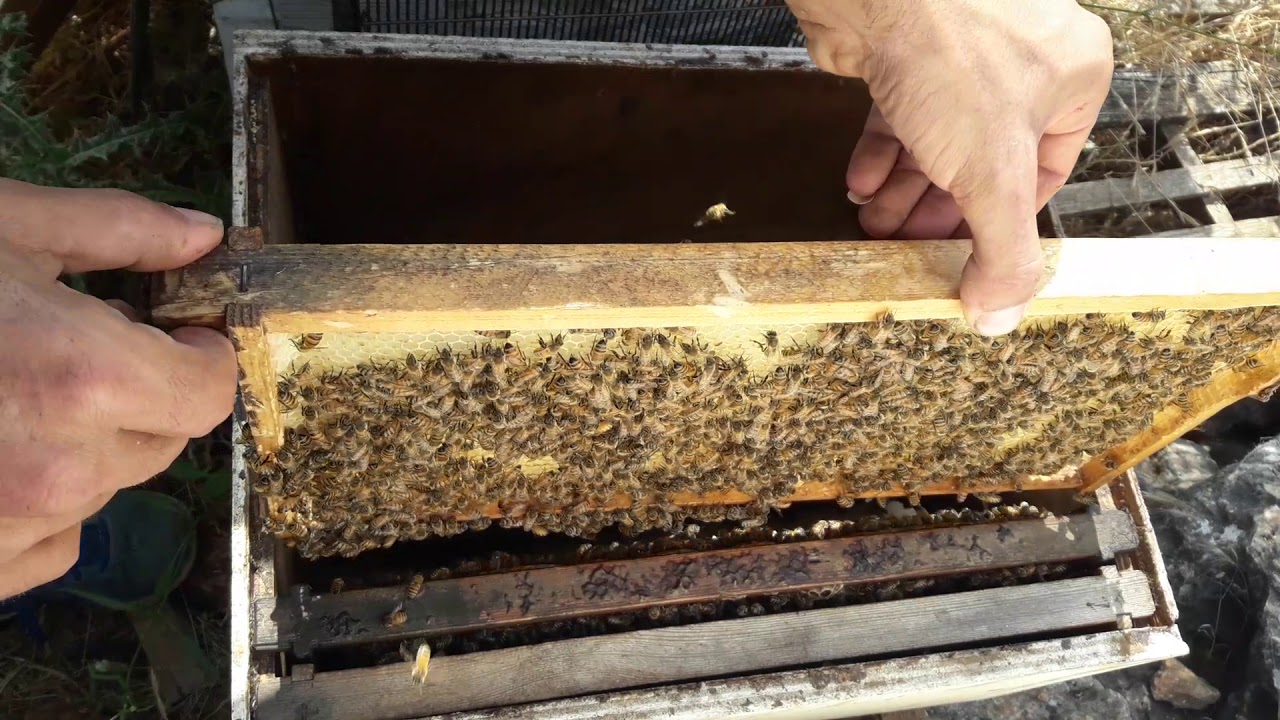 الدرس 66:: كيف تجبر النحل على تخزين العسل فالعاسلة لخلية 10 إطارات او أقل خلال موسم الفيض