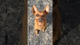 Cachorros Estranhos No Quintal humor memes