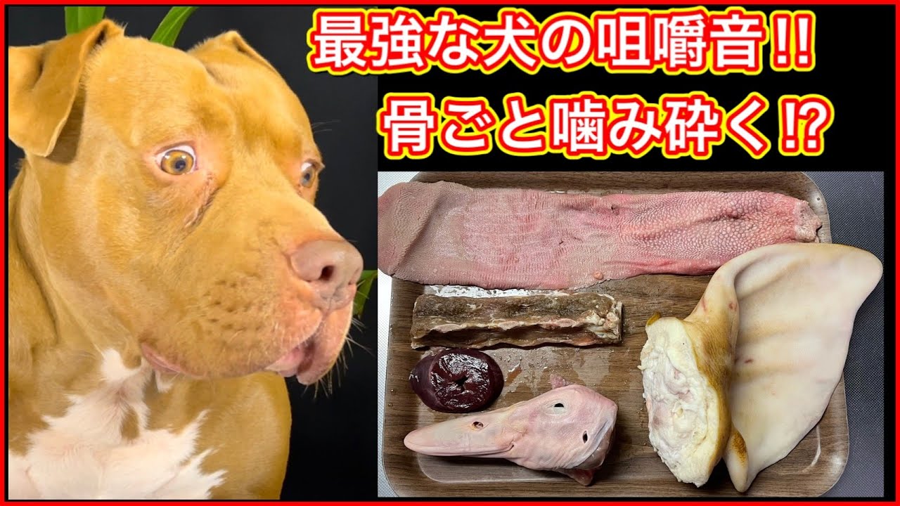 大食いasmr 最強の犬が生肉を骨ごとバリバリ噛み砕く 骨テロ 肉テロ注意 咀嚼音 音フェチにおすすめ Youtube
