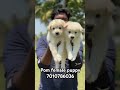 Pom puppies in erode | 7010786036 | #erodepuppies #lovelypetserode #pets #pomeranian  #covai #salem