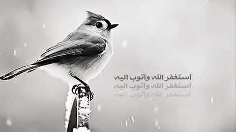 اجمل حالة واتس اب قرآن كريم للقارئ الشيخ صلاح بو خاطر