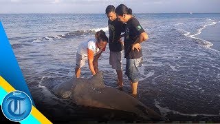 Hiu Putih dengan Panjang 1 Meter Mati Terdampar di Pantai Melaya Jembrana