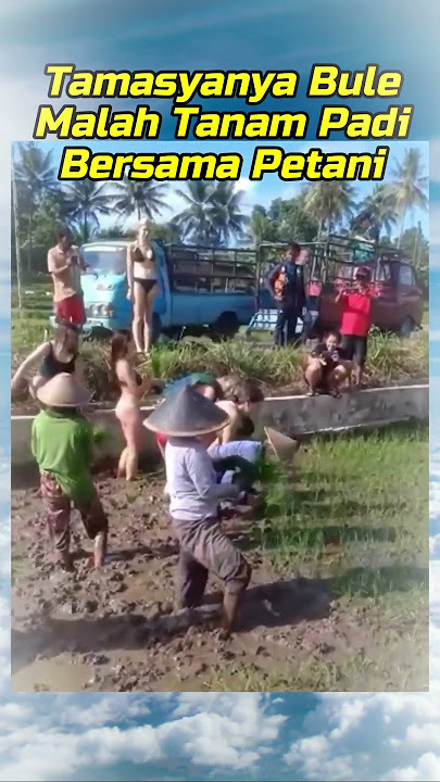 Tamasya Bule Beda!!! Mereka Turun ke Sawah Dan Bantu Petani Tanam Padi#shorts