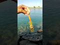Ikan kecil tetap rilis kembali. Lain cerita kalau cumi, size kecil tetap bungkus ahaha #fishing