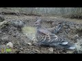 The spotted dove drinks water在一群斑鸠喝水的水坑装上相机，悄悄观察斑鸠喝水的神态