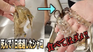 なぜ死んでしまったシャコは食べてはいけないのかこの動画を見ればわかります