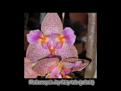 Phalaenopsis Joy 'fairy