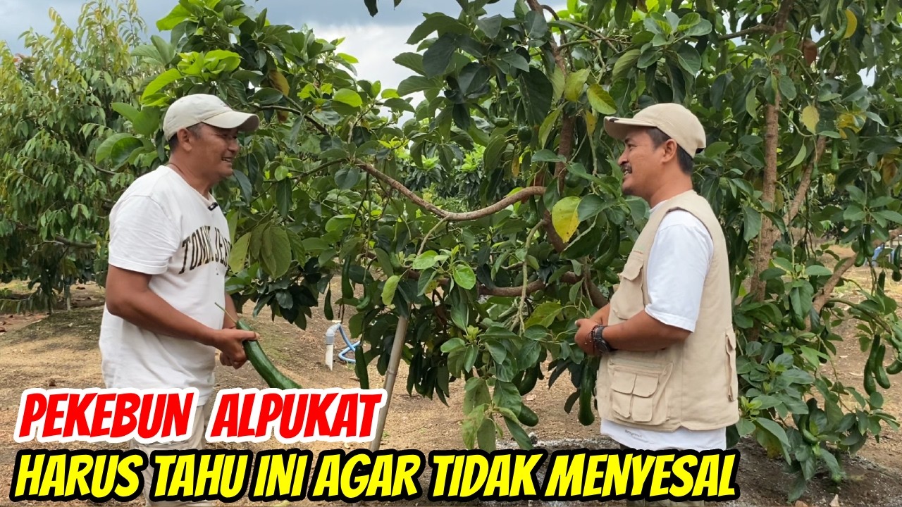 Jarang Dibahas! Rahasia Inovasi Bisnis Alpukat yang Bikin Untung Besar!