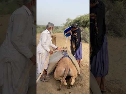 الق م اش ع ل ى ظ ه ر الج م ل ه و أ م ل الع ط اش ى الأ خ ير   