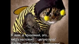 Смешные коты!!! Подборка N 5, Прикольные ржачные, веселые, коты, кошки, котята Смешные коты!!! Подборка N 5, Прикольные ржачные, веселые, коты, кошки, котята