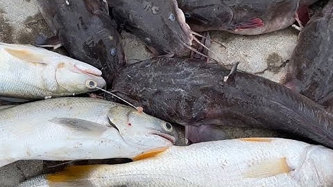 Hành trình  gần 400 km , câu cá ở điện gió hòa bình bạc Liêu 