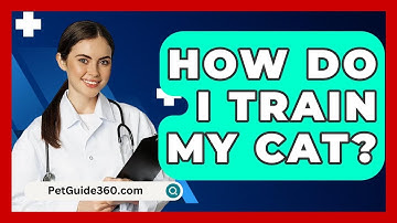 How Do I Train My Cat? - PetGuide360.com
