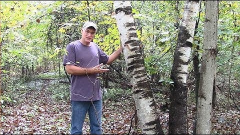 Tree Identification - Species 