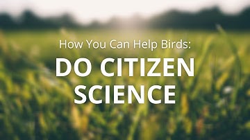 How You Can Help Birds: Do Citizen Science