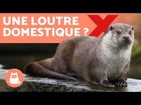 Vidéo: Les loutres devraient-elles être des animaux de compagnie ?