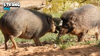 Warty Pigs Playing Around