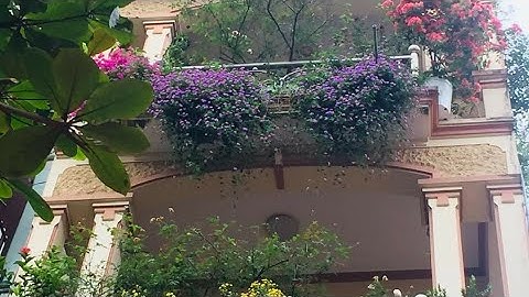 Cách trồng hoa ngũ sắc tím rủ sai hoa.