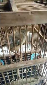 Cigun paud nyeriwik (100%jantan)