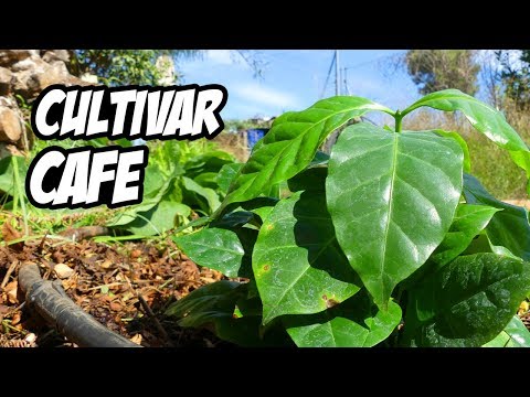 Video: Cómo Cultivar Un Cafeto En Casa