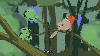 Uirapuru - Davi Ribeiro