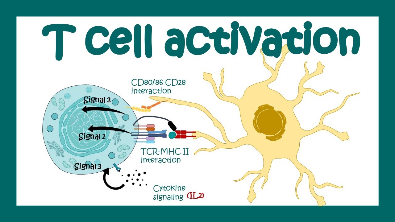 the two signal hypothesis refers to activation of