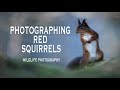 Wildlife Photography : Photographing Red Squirrels