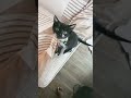 Bicolor cat part 24