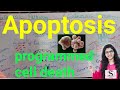 Apoptosis  programed cell death  pcd  cell death