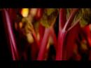 Rhubarbe cultive dans le noir