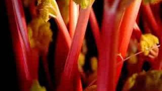 Rhubarb Grown in the Dark