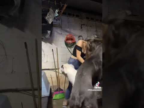 DASAR ANJING !!!