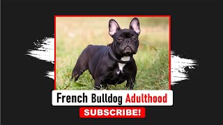 French Bulldog Adulthood | Frenchies Hub