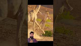 Lion Attack on giraffe #viralreel
