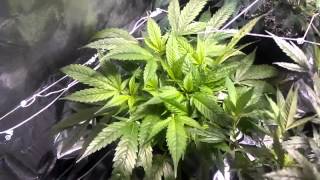 About to pop the big tent to Flower.