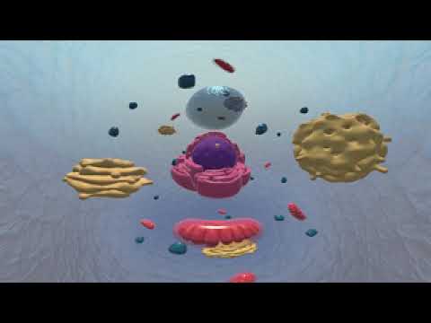 Cellens Anatomi - 360 film med cellens opbygning