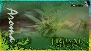 Tribal Seeds - Aroma