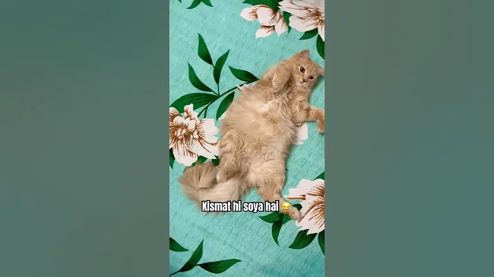 Video 11731811: persian cat funny